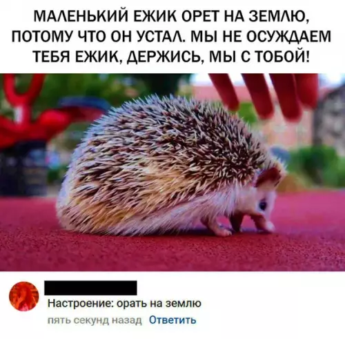 Смешная картинка №295151