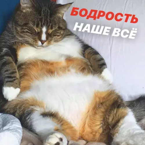 Смешная картинка №437004 Лучшие мотивирующие картинки