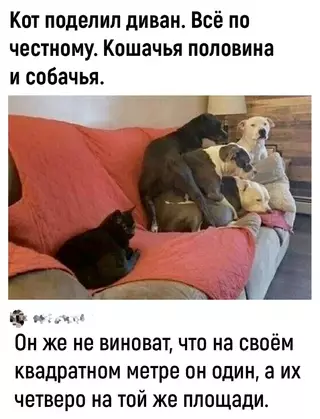 Смешная картинка №720008 Коты