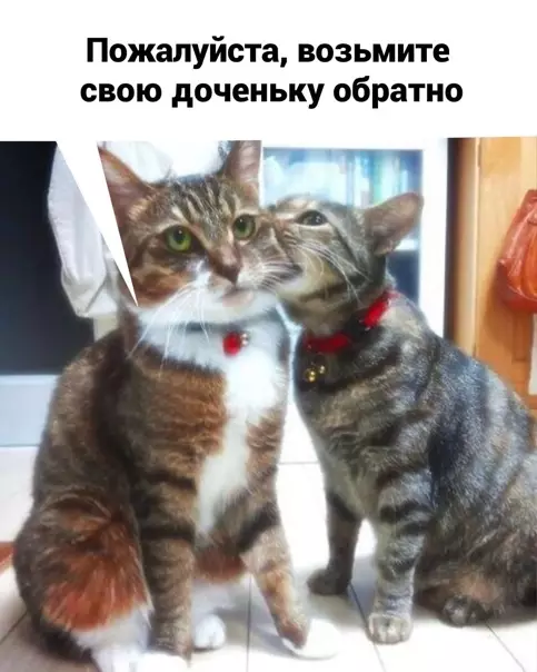 Смешная картинка №556837 Гaля, y нac oтмeнa