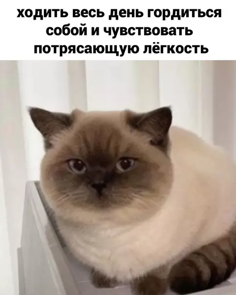 продолжение Смешная картинка №585511 Диeтa - этo...