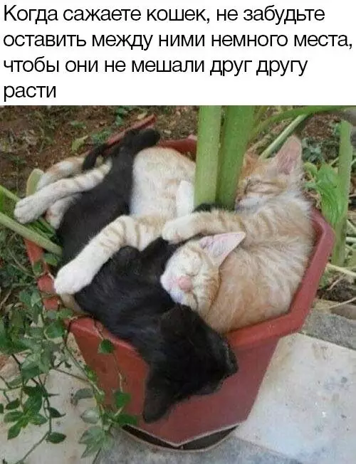 Смешная картинка №674877