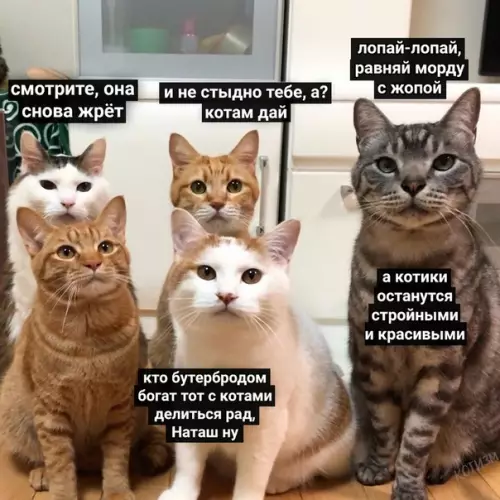 Смешная картинка №496816 Каждый раз, когда я сажусь перекусить Наташа, кошки