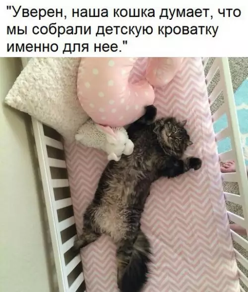 Смешная картинка №276391 кошки