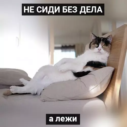 Смешная картинка №391871 Заряд мотивации от котиков