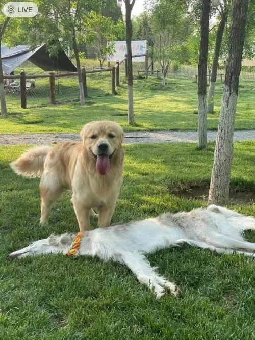 Когда решил отдохнуть, но бро не поймет 😂 - Собака надувака