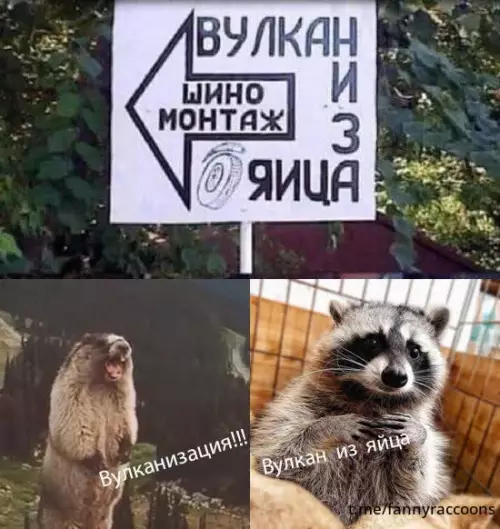 Смешная картинка №695990 Еноты изобилиЯ показалось