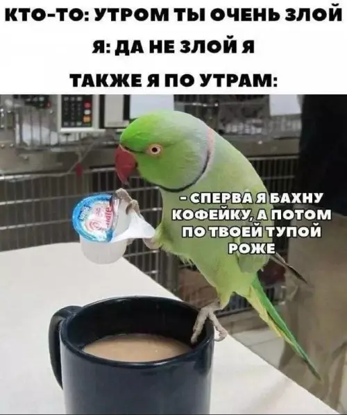 Утренний ритуал выживания ☕️🦜 - КТО-ТО: УТРОМ ТЫ ОЧЕНЬ ЗЛОЙ Я: ДА НЕ ЗЛОЙ Я