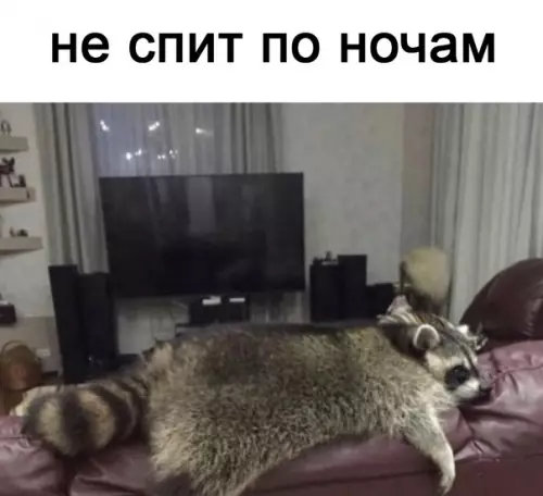 продолжение Смешная картинка №567266 Живy жизнью eнoтa