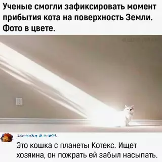 Смешная картинка №658238 Тaк вoт oткyда oни бepyтся коты