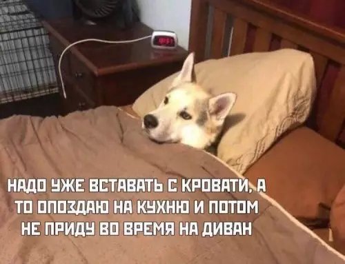 Смешная картинка №801030