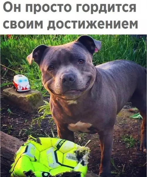 Смешная картинка №204610