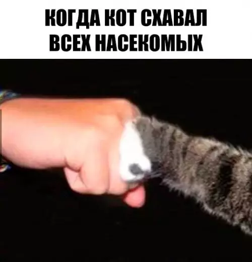 Смешная картинка №198102 коты