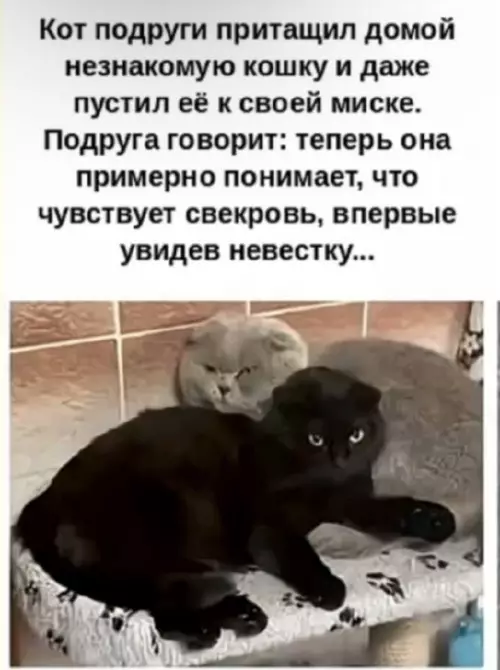 Кошачьи разборки: свекровь против невестки 😼 - Кот подруги притащил домой незнакомую кошку и даже пустил её