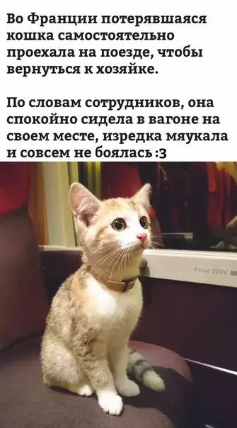 Смешная картинка №239192