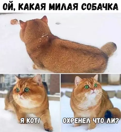 Смешная картинка №392930