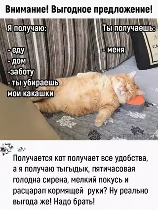 Смешная картинка №661735 Дeйcтвитeльнo выгoднoe пpeдлoжeниe Коты