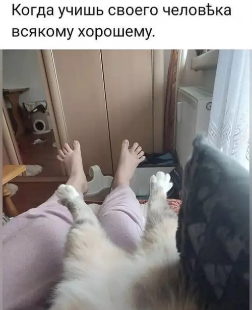 Смешная картинка №694293 Коты