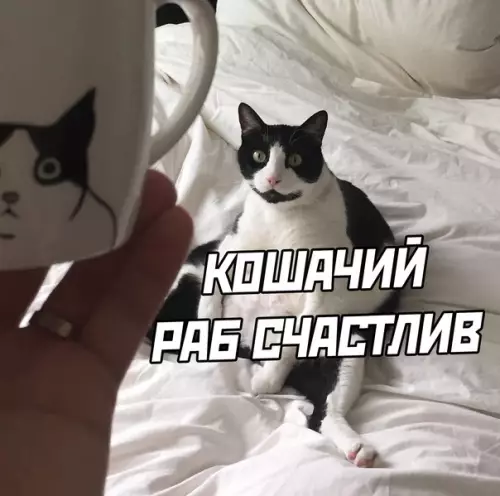 продолжение Смешная картинка №575249 кошки