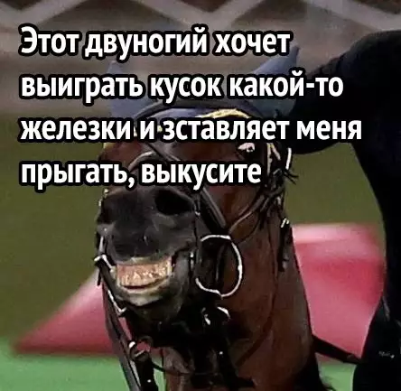 продолжение Смешная картинка №589644 Конь знает, что он никому ничего не должен Животные