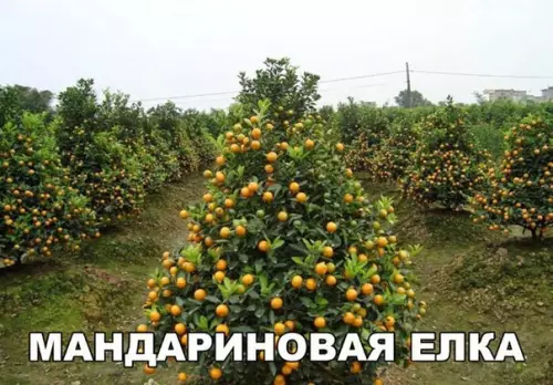 Смешная картинка №226879