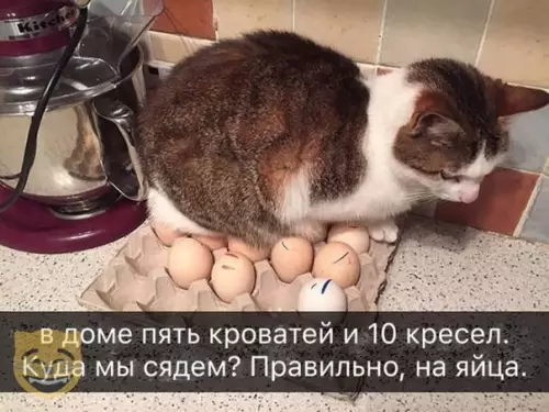 Смешная картинка №376103 #приколы #картинки #мемы ? кошки