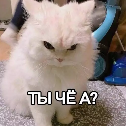 продолжение Собаки видят тебя насквозь! 🐶😭 - сегодня я узнала, что собаки понимают, когда их задевают ногой