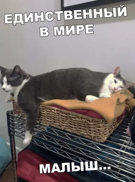Смешная картинка №366425