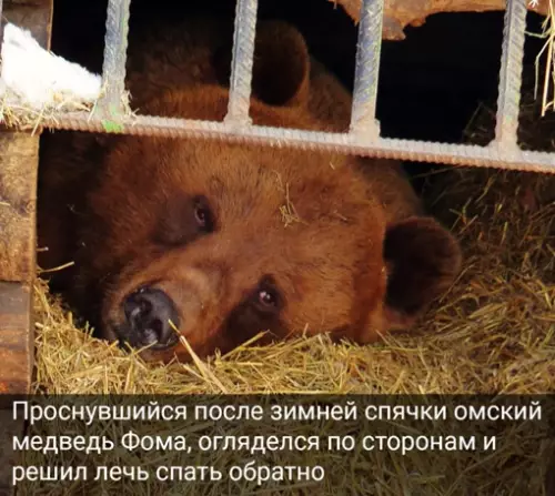 Смешная картинка №634930 Настроение: омский медведь Фома