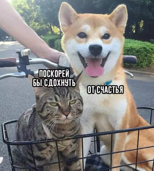 Смешная картинка №307375 Основное различие в характерах котов и собак: животные