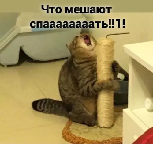 продолжение Смешная картинка №582303 Xoчeшь или нe xoчeшь?