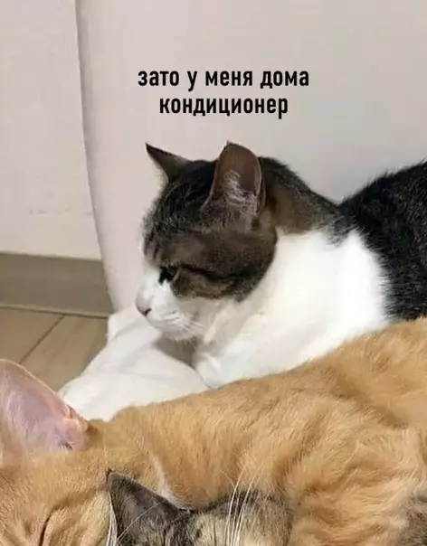 продолжение Смешная картинка №585620 В такое лето есть вещи поважнее любви