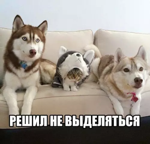 Смешная картинка №197370