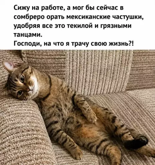 Когда работа — не твоё 💃🌵 - Сижу на работе, а мог бы сейчас в сомбреро орать