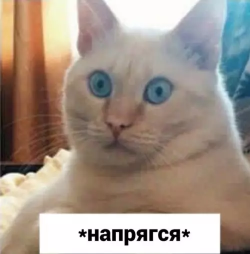 продолжение Смешная картинка №606949 Слишком напрягающий диалог)