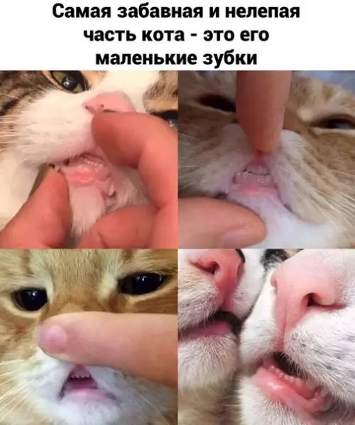Смешная картинка №446904