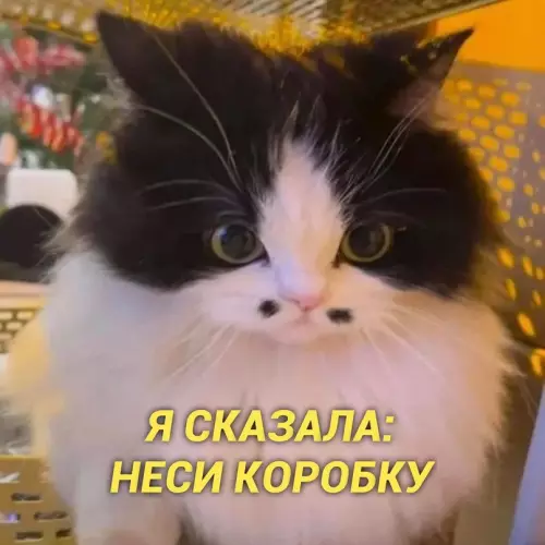 продолжение Смешная картинка №658108
