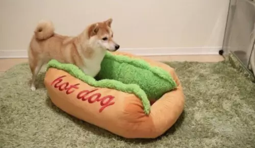 Смешная картинка №378852 "Hot dog" - горячая собака