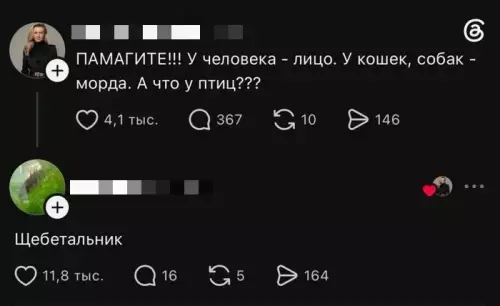 Экзистенциальный кризис из-за птиц 🦜😂 - ПАМАГИТЕ!!! У человека - лицо. У кошек, собак - морда.