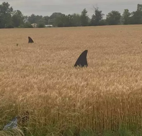 Смешная картинка №803560