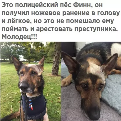 Смешная картинка №211467