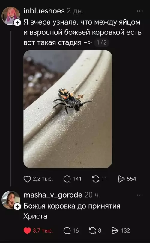 Божья коровка или демоническое существо? 🐞😱 - Я вчера узнала, что между яйцом и взрослой божьей коровкой