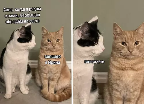 Когда перепутал имя, но кот не прощает 🐈‍⬛ - Анна, когда я рядом с вами, я забываю обо всем