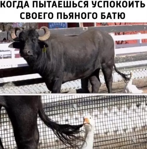 Смешная картинка №495902