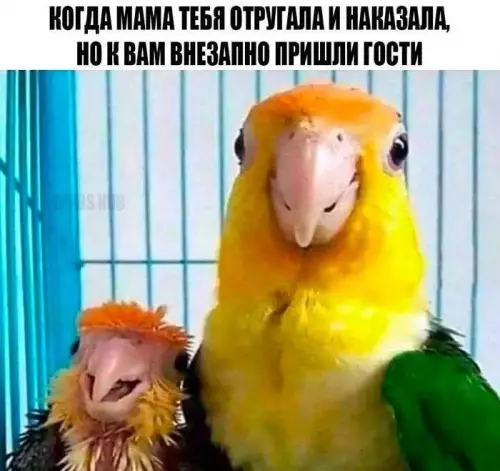 Смешная картинка №672591