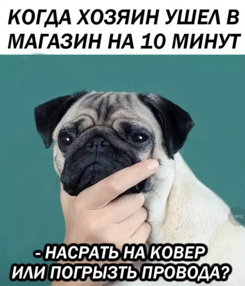 Смешная картинка №230549