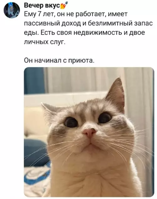 Путь к успеху: от приюта до империи 😼 - Вечер вкус Ему 7 лет, он не работает, имеет пассивный