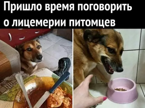 Смешная картинка №714314 Домашние животные