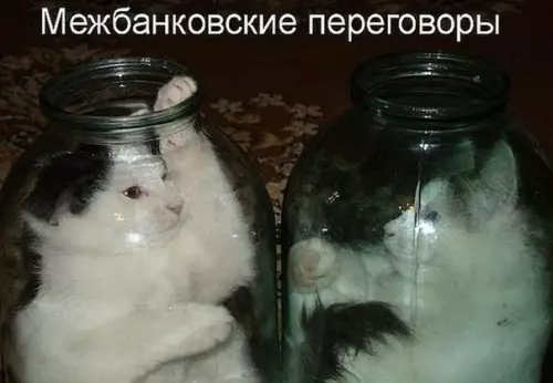 Смешная картинка №298136 кошки