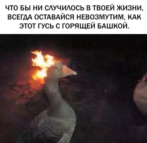 Смешная картинка №288820